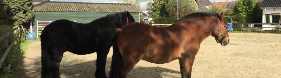 Sandor en Paddy paarden